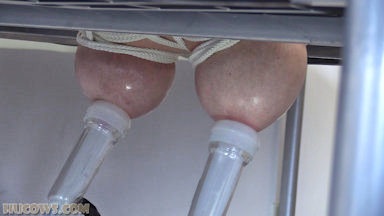 Hucows.com - HuCow 210 on the milking bed